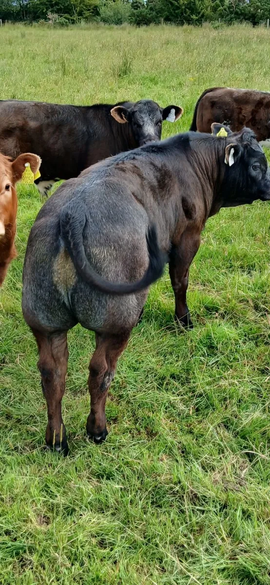Hybrid blue bull - Image 3