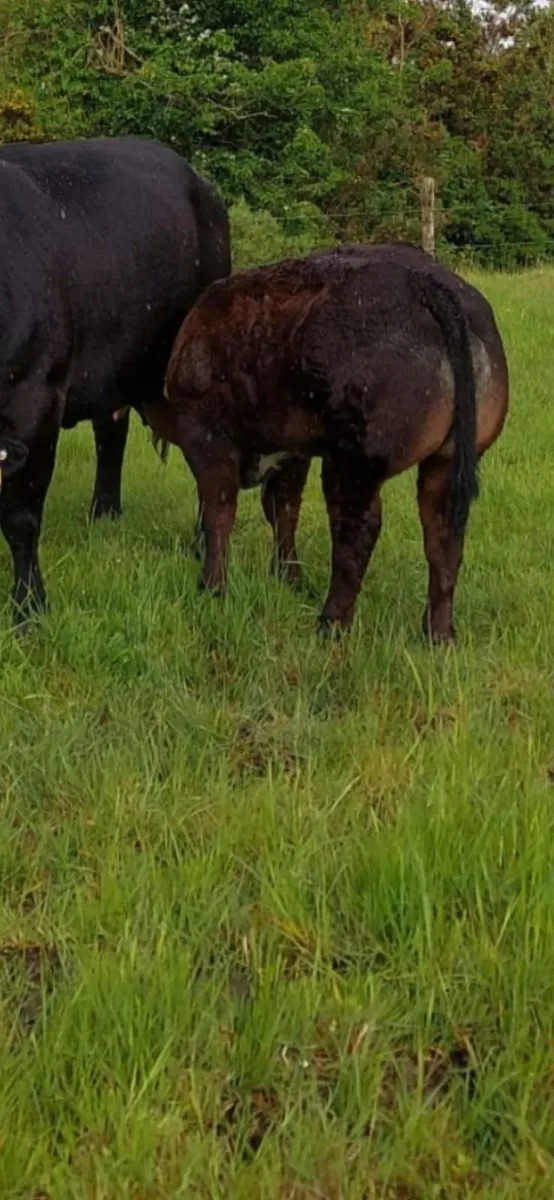 Hybrid blue bull - Image 4