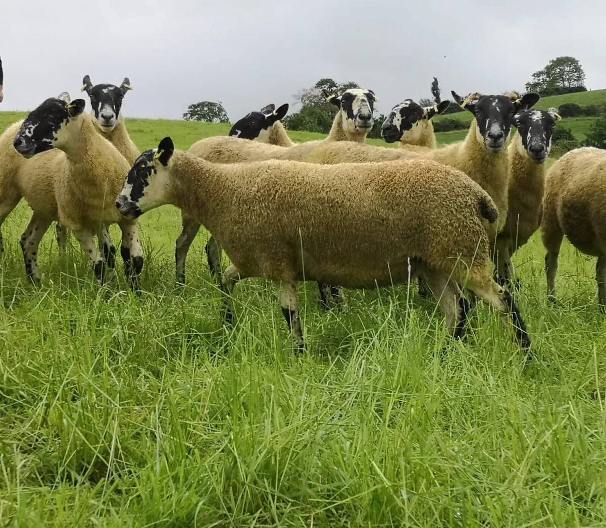 24 Scotch Mule Hogget Ewes - Image 2