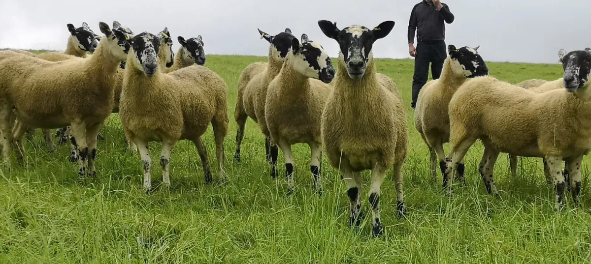 24 Scotch Mule Hogget Ewes - Image 1