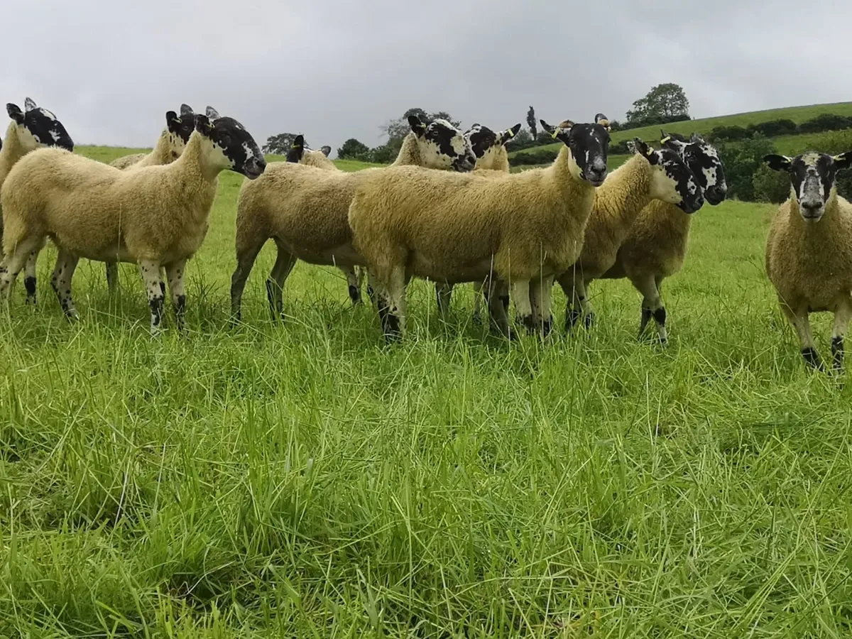 24 Scotch Mule Hogget Ewes - Image 4