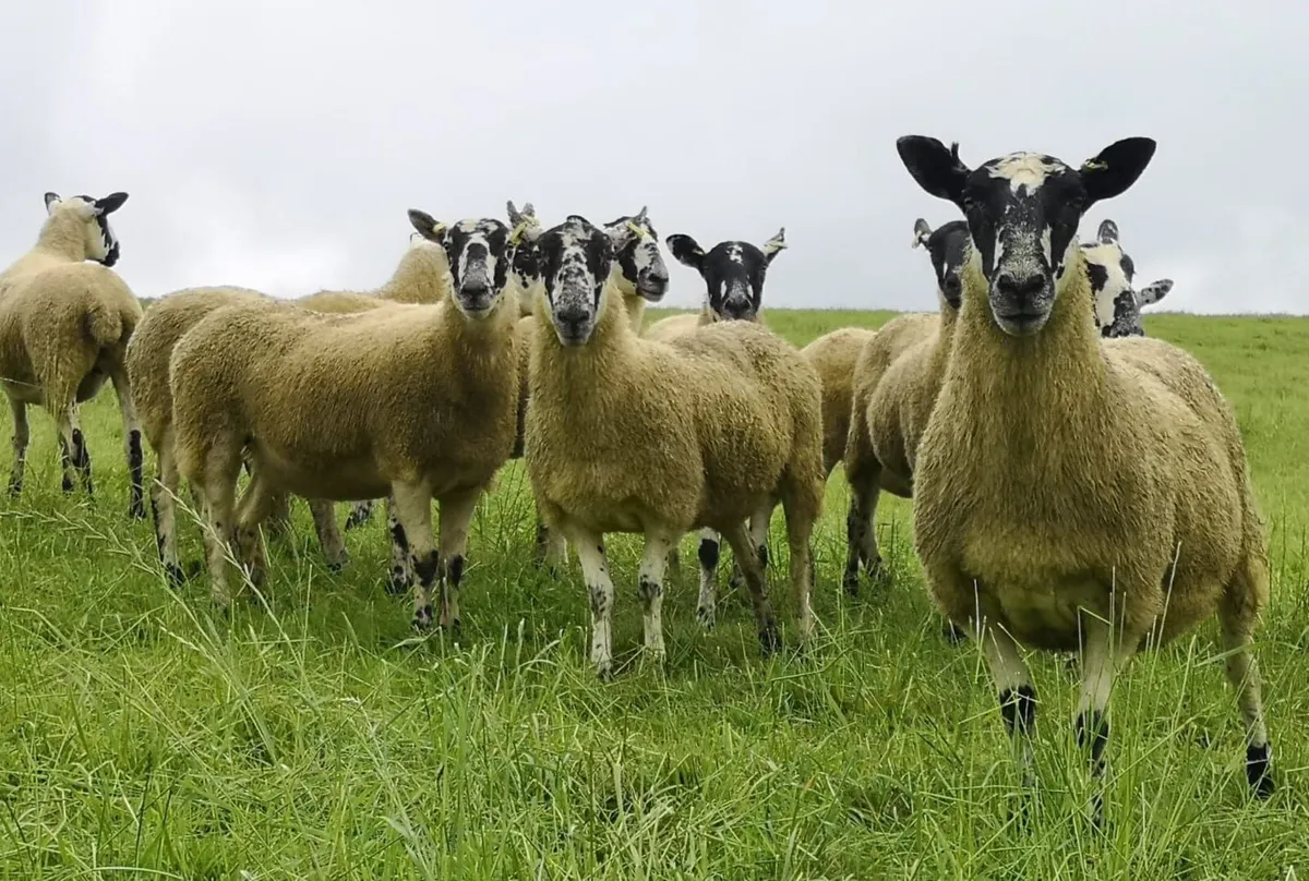 24 Scotch Mule Hogget Ewes - Image 3