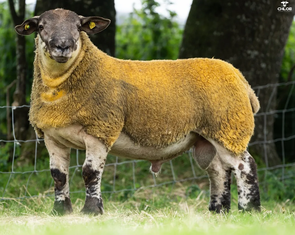 Suftex Rams at Ballinrobe mart this Friday - Image 3