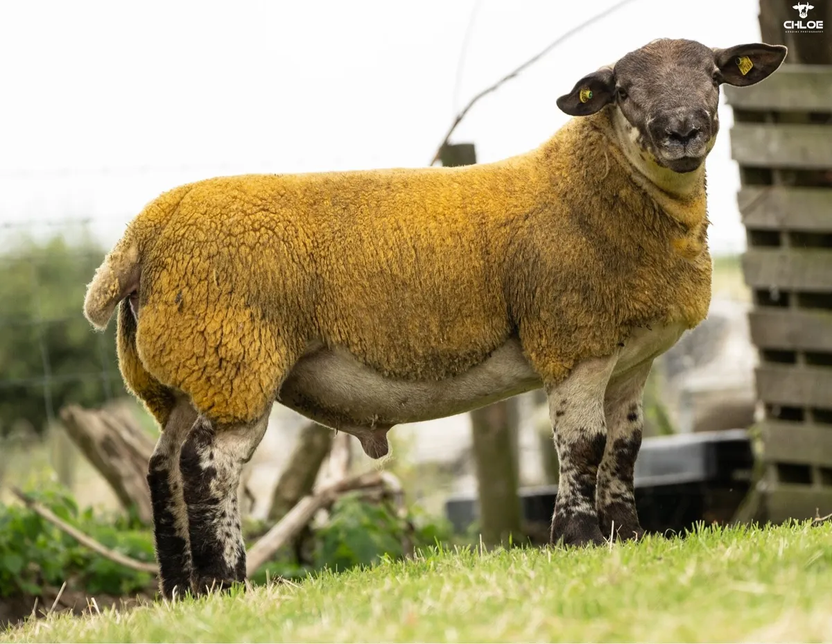 Suftex Rams at Ballinrobe mart this Friday - Image 4