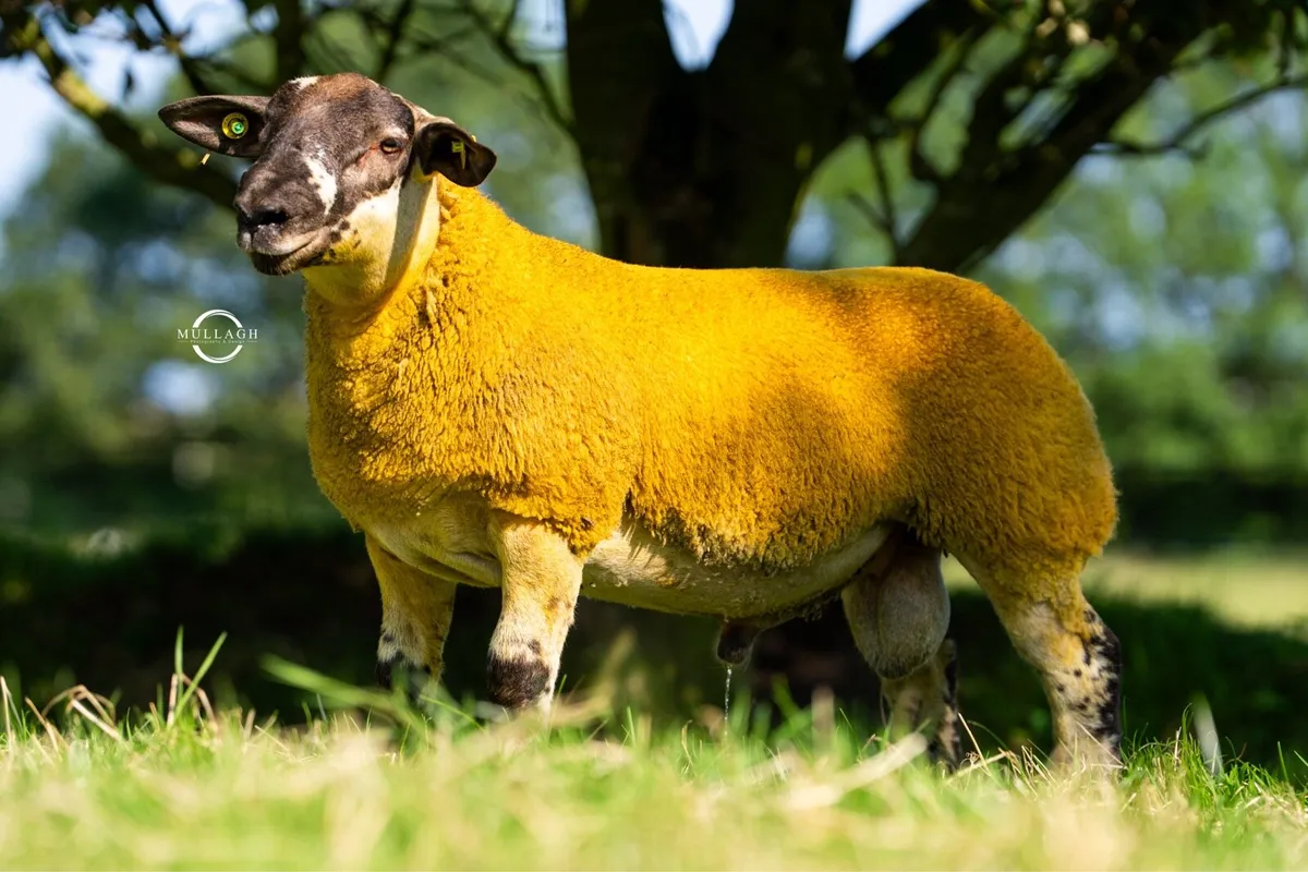 Suftex Rams at Ballinrobe mart this Friday - Image 1