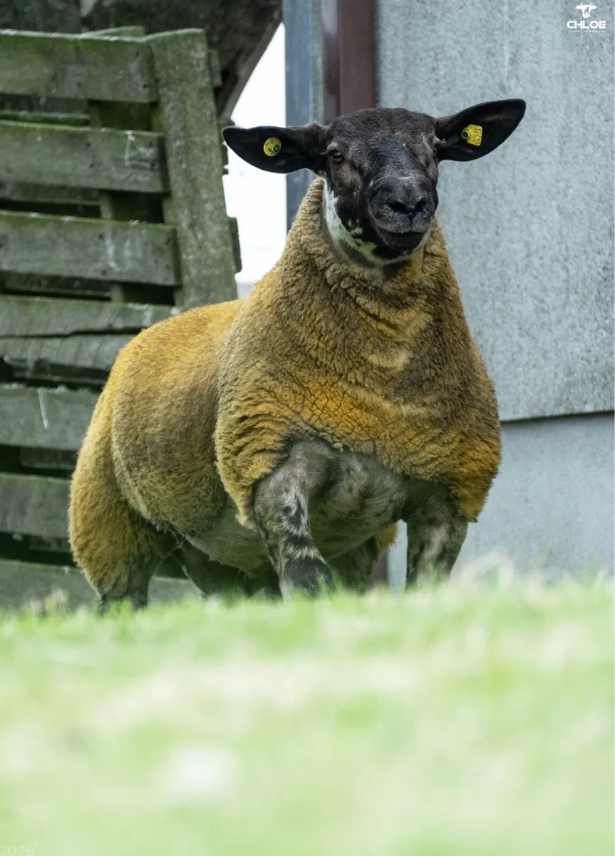 Suftex Rams at Ballinrobe mart this Friday - Image 2