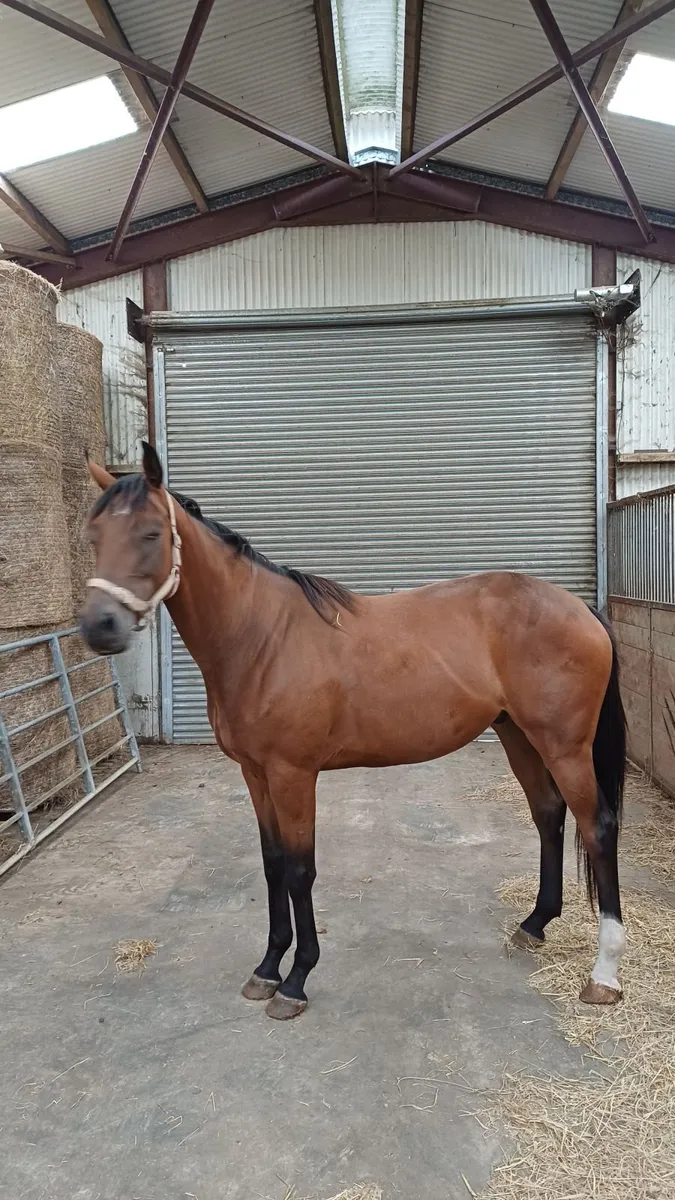 Horse - Image 2
