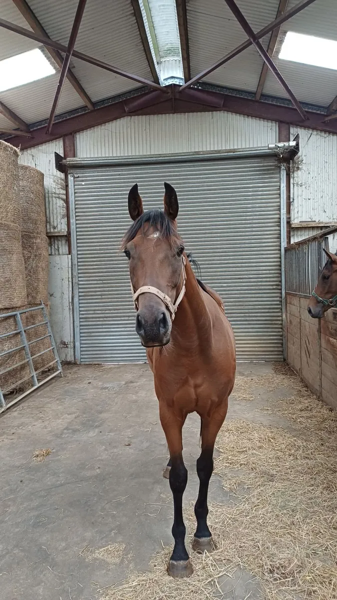 Horse - Image 1