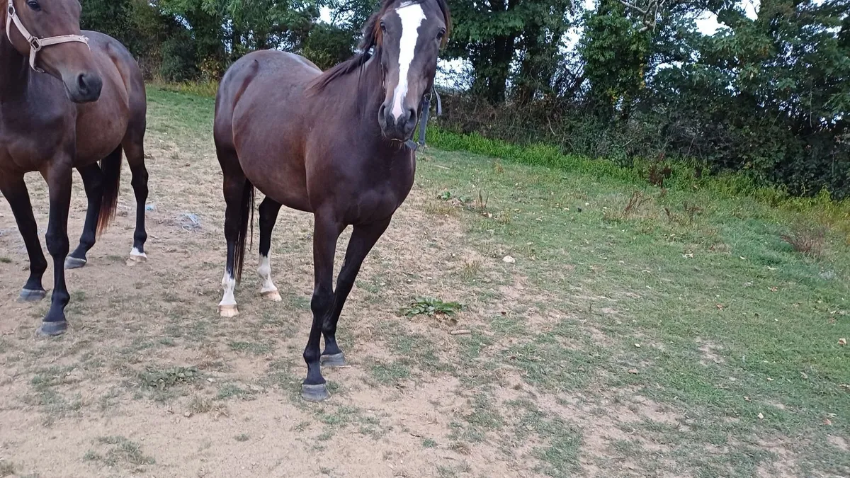 Horse - Image 3