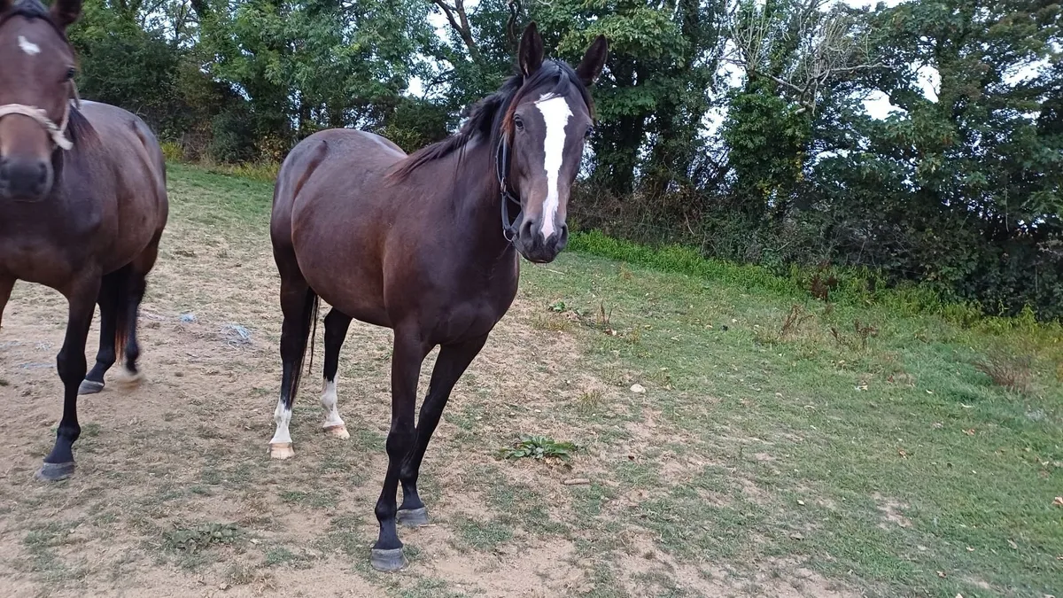 Horse - Image 4