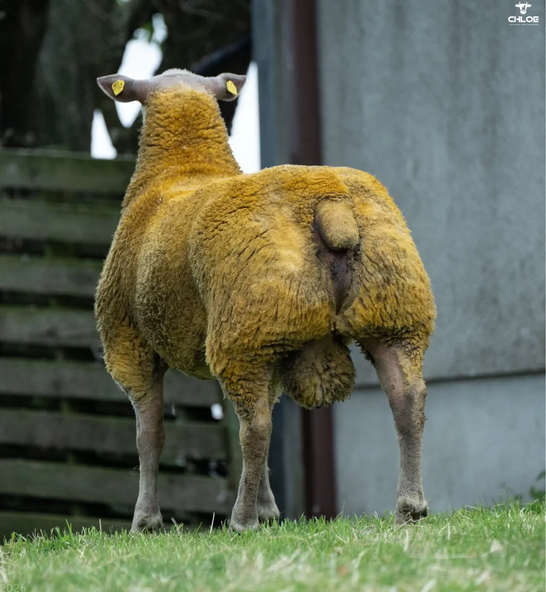Charolais Ram lambs in ballinrobe mart this Friday - Image 2