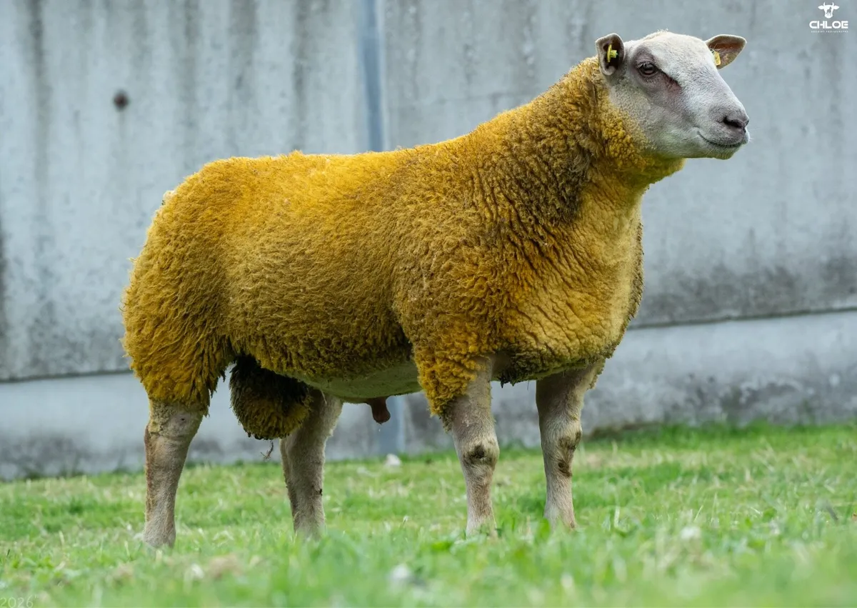 Charolais Ram lambs in ballinrobe mart this Friday - Image 3