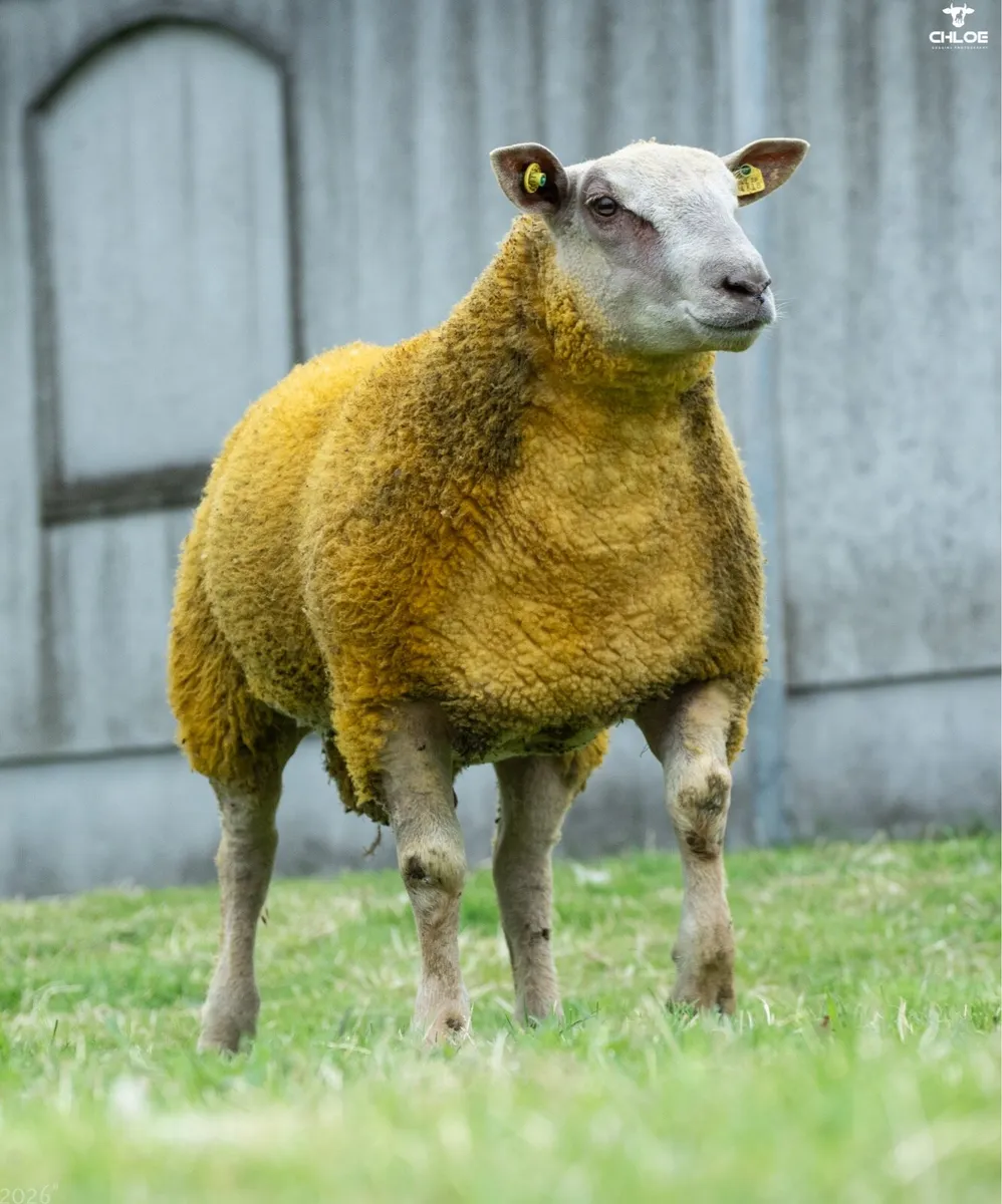 Charolais Ram lambs in ballinrobe mart this Friday - Image 4