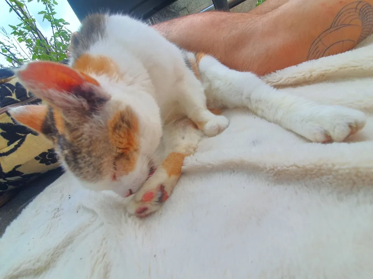 Kitty Beatka - Image 1