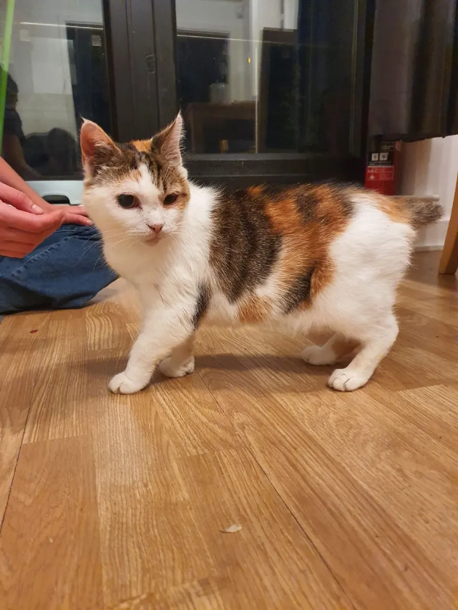 Kitty Beatka - Image 2