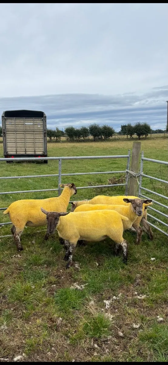 94 Hogget's & 10 Ewes - For Sale Sat 22nd Aug - Image 2