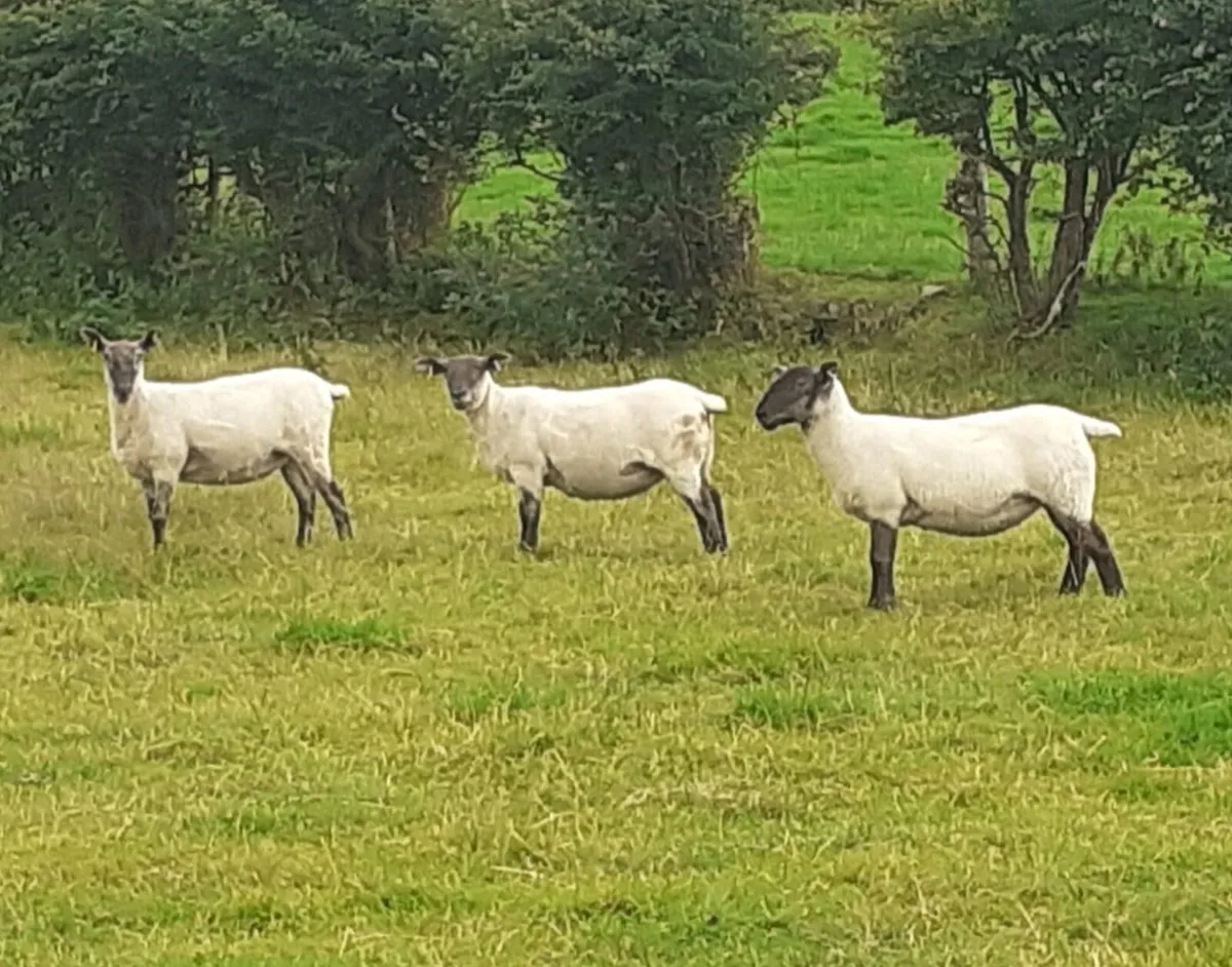 94 Hogget's & 10 Ewes - For Sale Sat 22nd Aug - Image 3