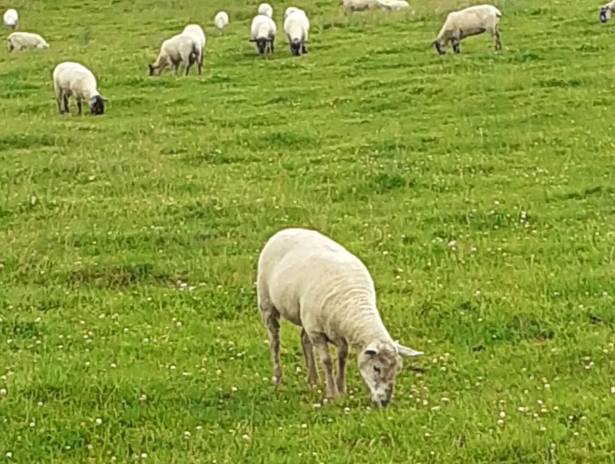 94 Hogget's & 10 Ewes - For Sale Sat 22nd Aug - Image 4