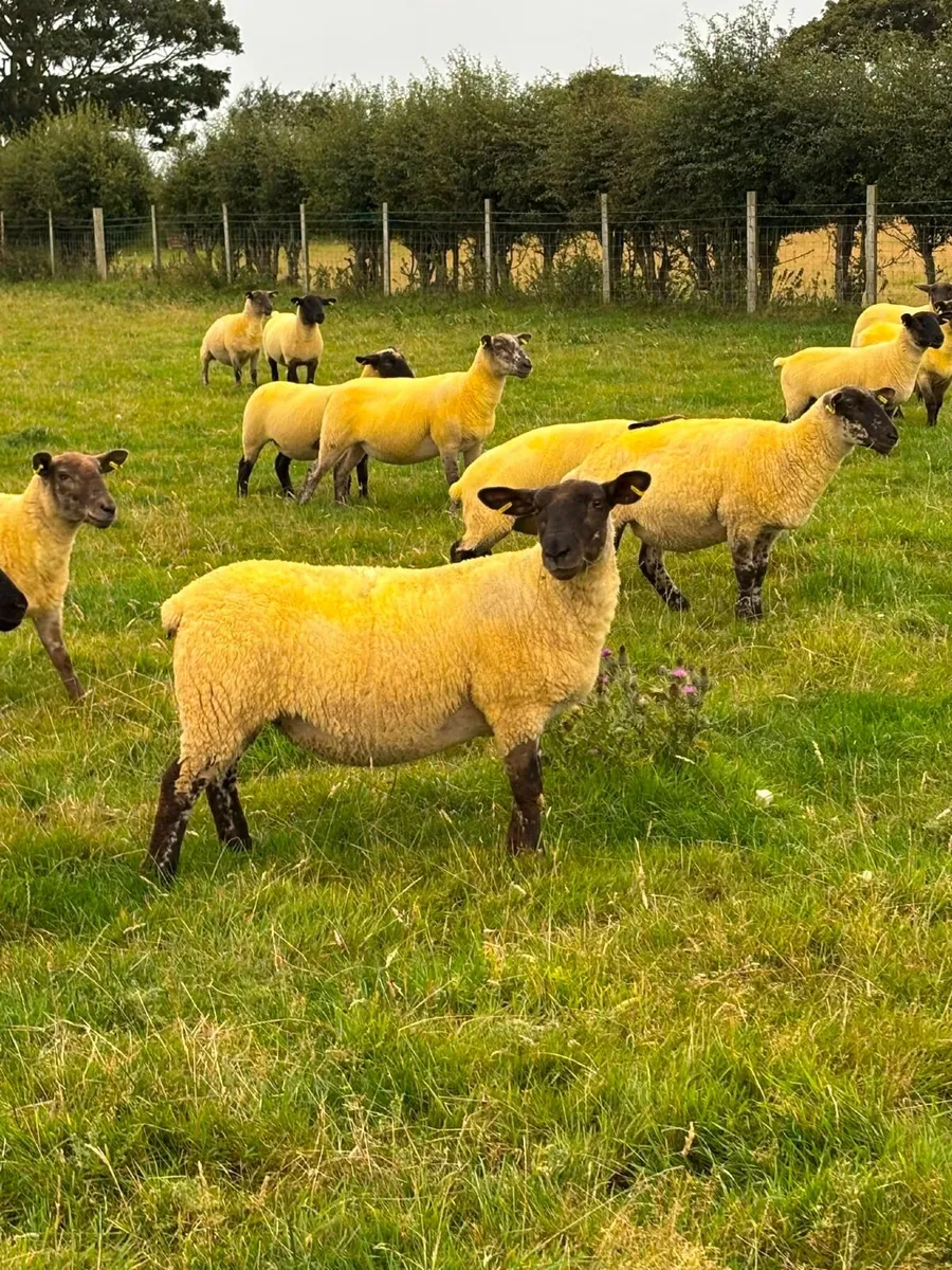 94 Hogget's & 10 Ewes - For Sale Sat 22nd Aug - Image 1