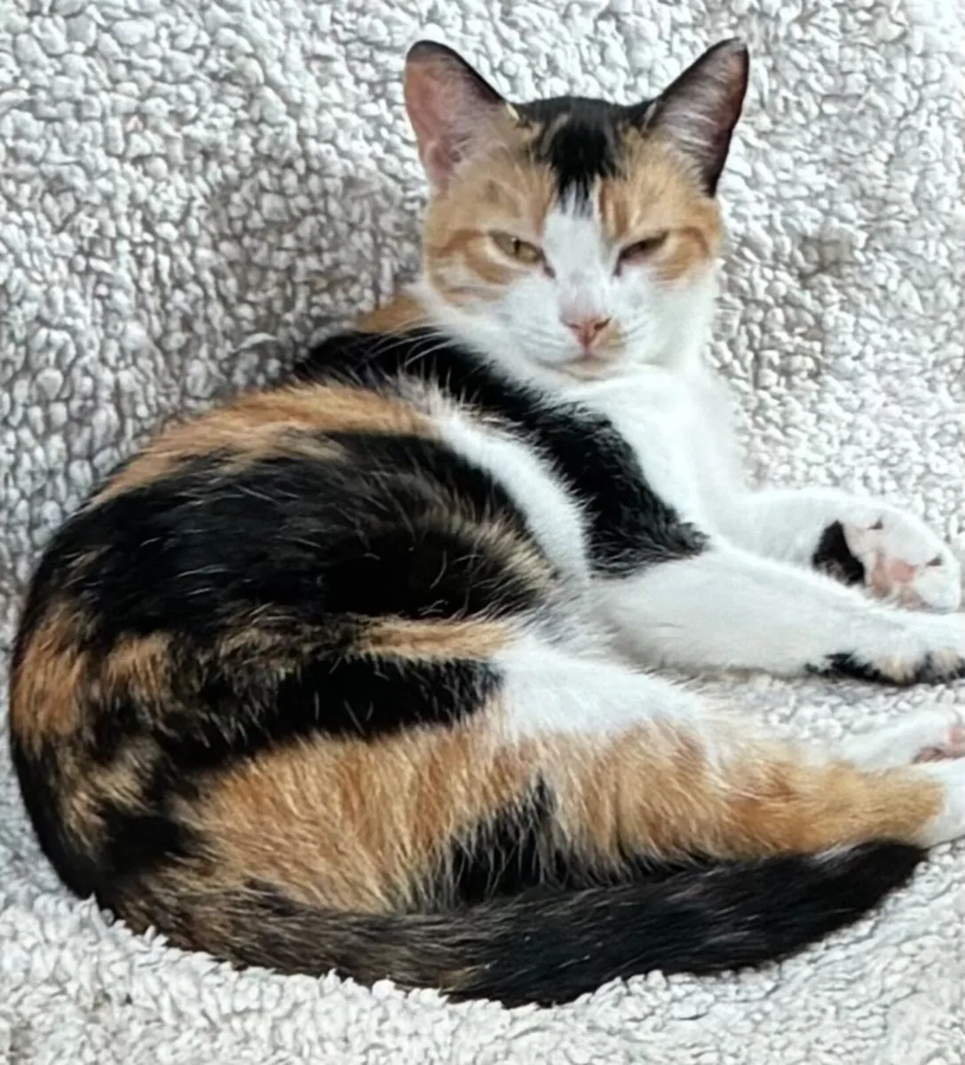 Catstrust adoption and protection. Rescued . - Image 3