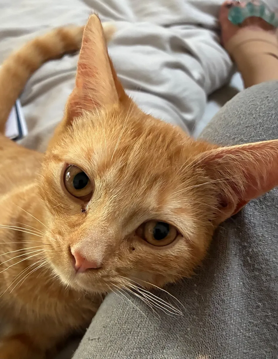 Catstrust adoption and protection. Rescued . - Image 1