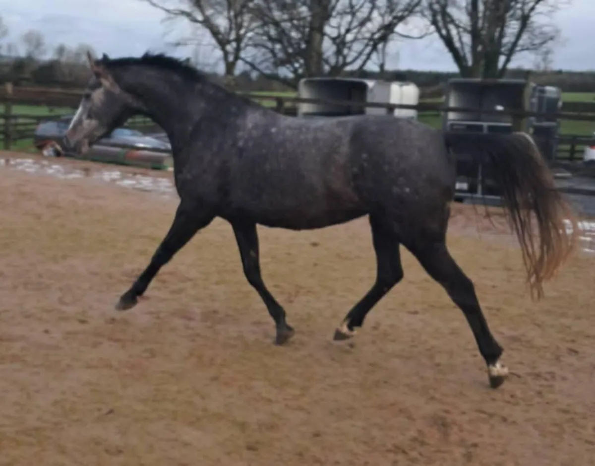 Stunning homebred 5 year old - Image 2