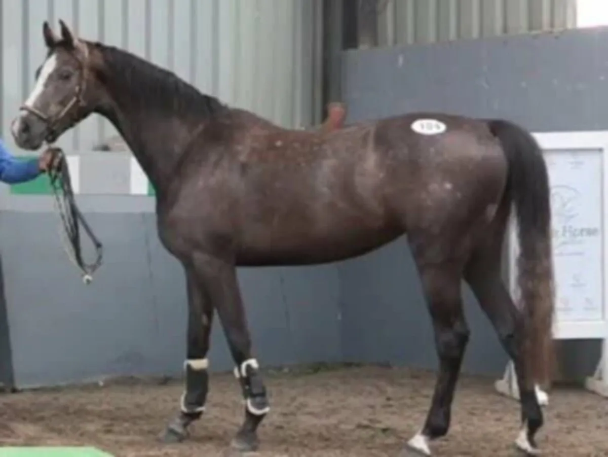 Stunning homebred 5 year old - Image 3