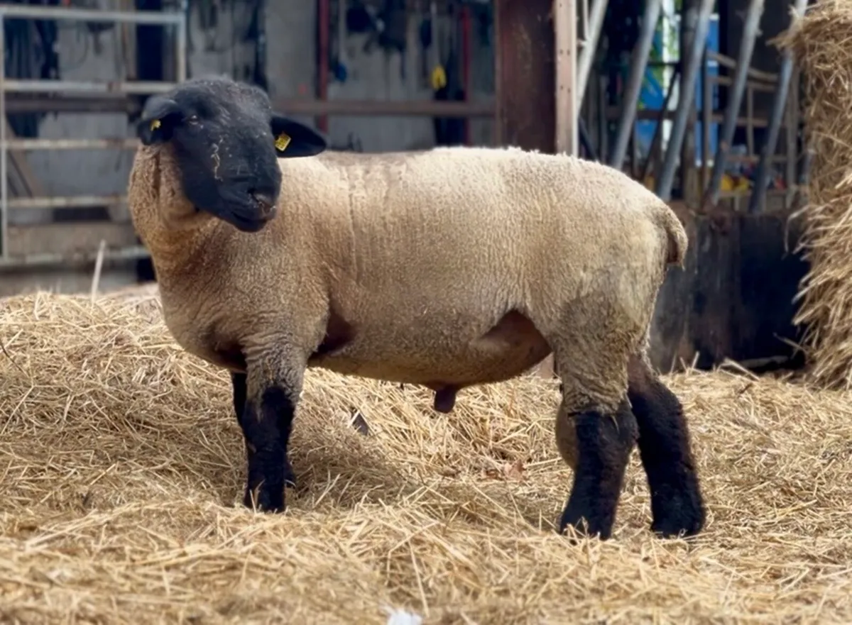 Pedigree Suffolk Hogget Ram - Image 3