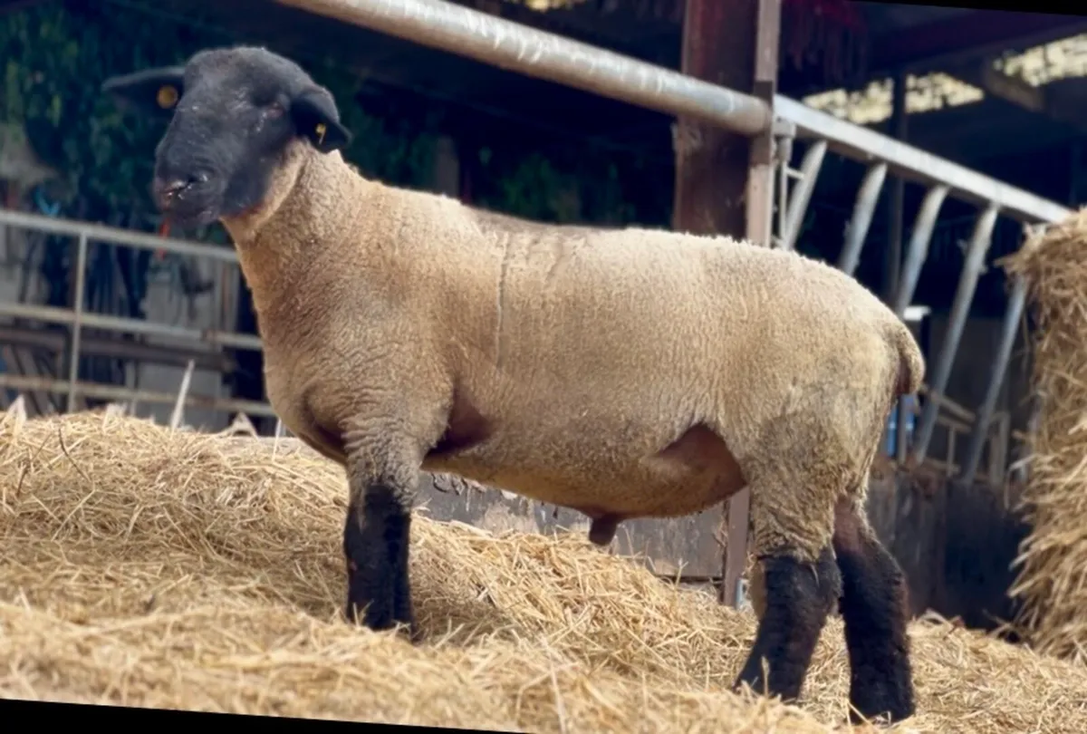 Pedigree Suffolk Hogget Ram - Image 1
