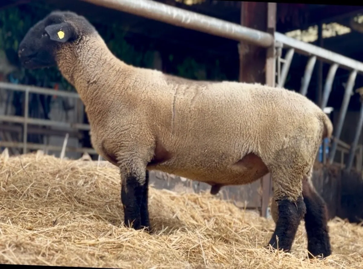 Pedigree Suffolk Hogget Ram - Image 2