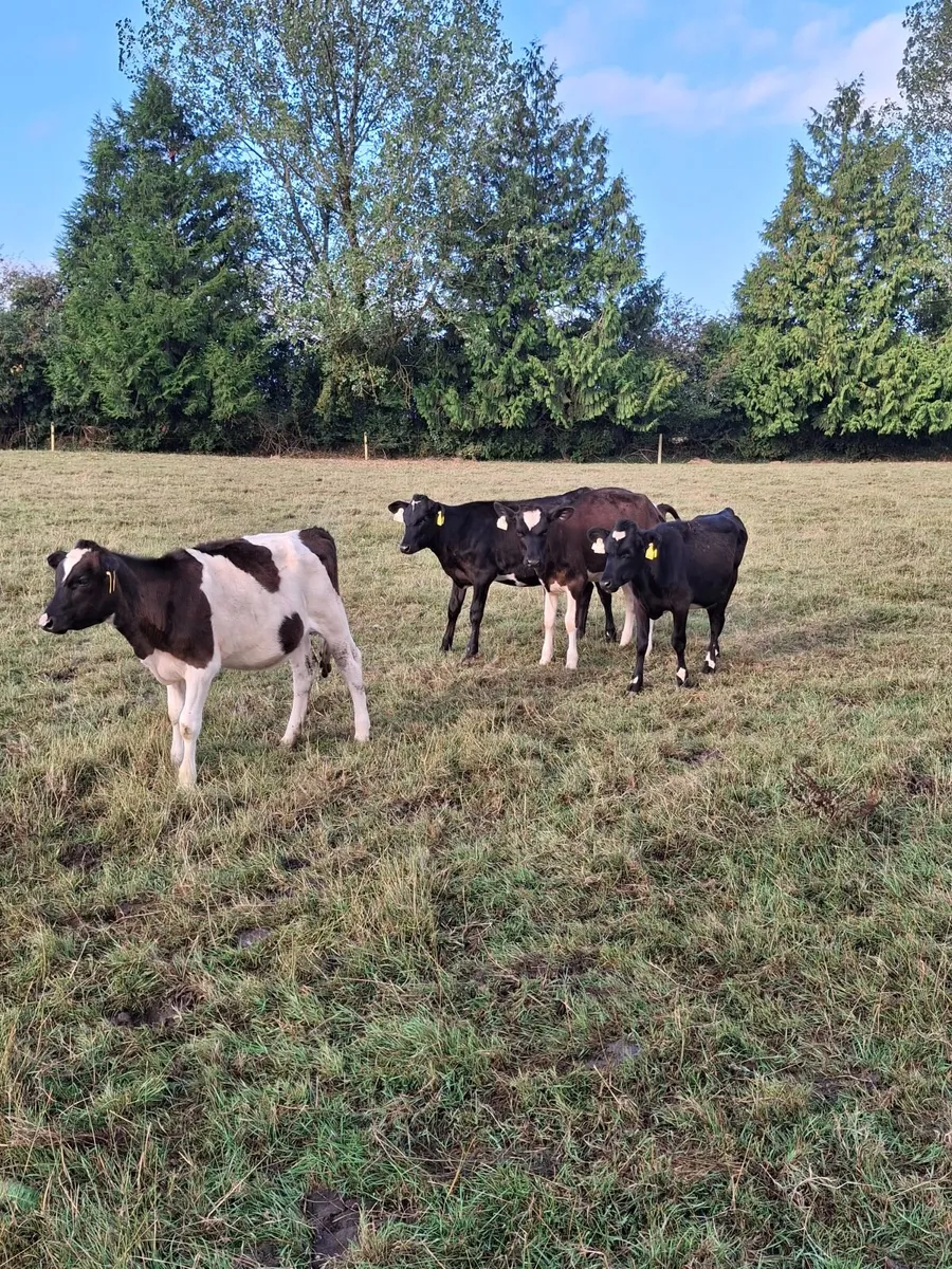 Crossbred Heifer Calves - Image 2