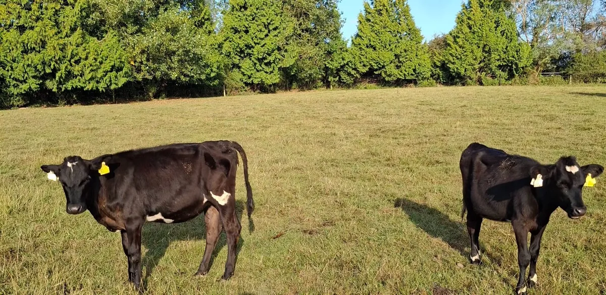 Crossbred Heifer Calves - Image 1