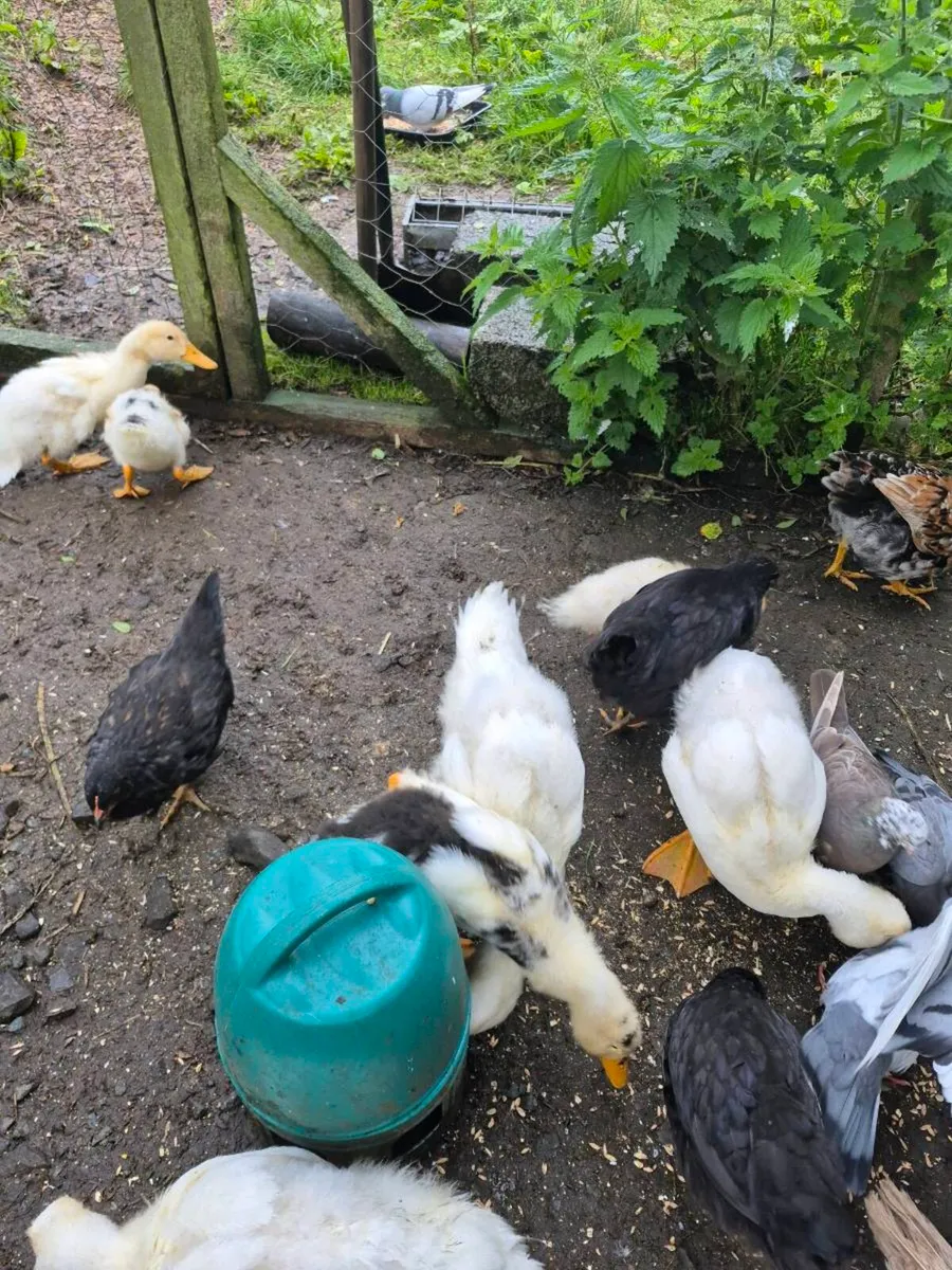 Ducklings and chicks - Image 1