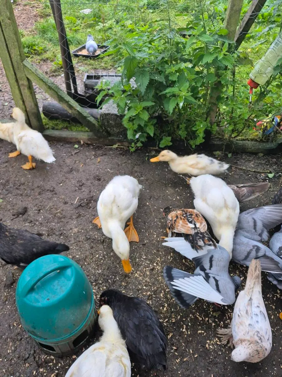 Ducklings and chicks - Image 2