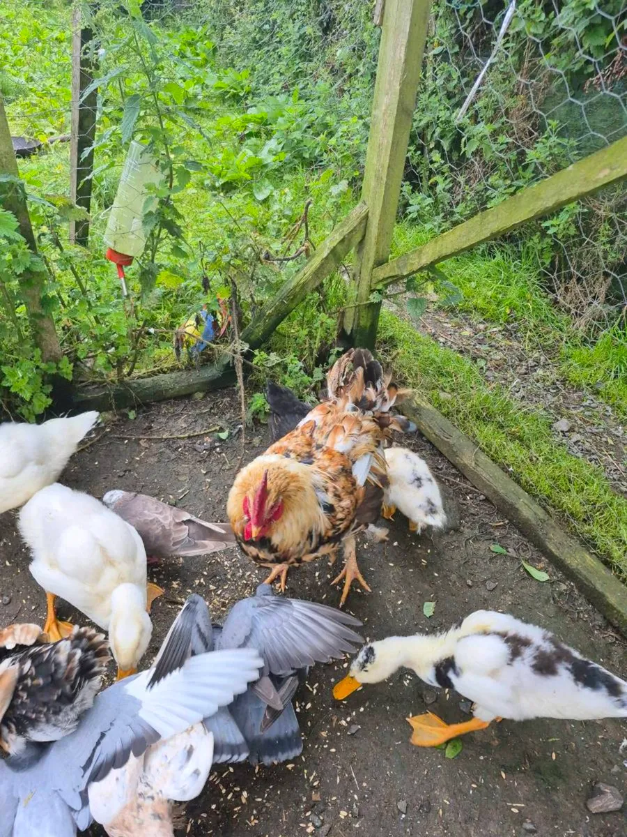 Ducklings and chicks - Image 3