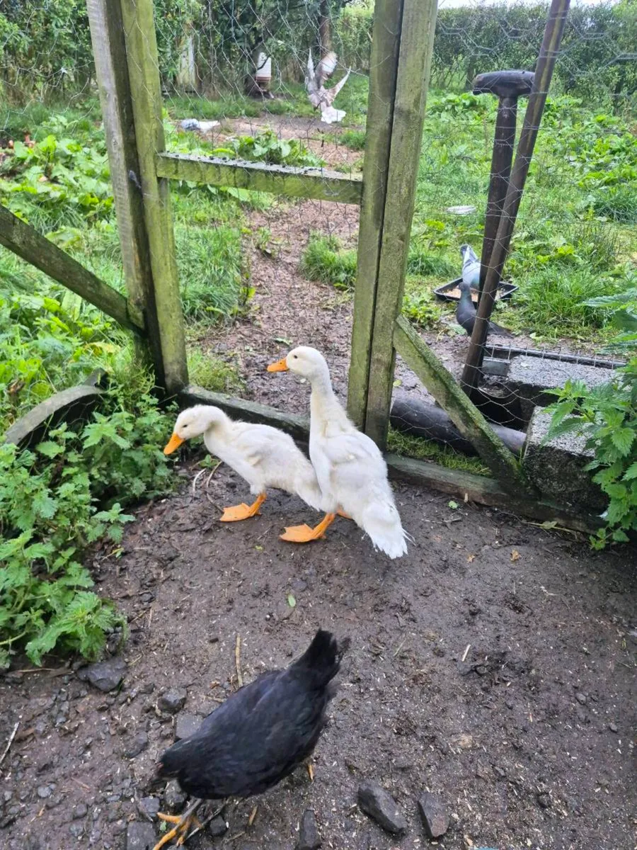 Ducklings and chicks - Image 4