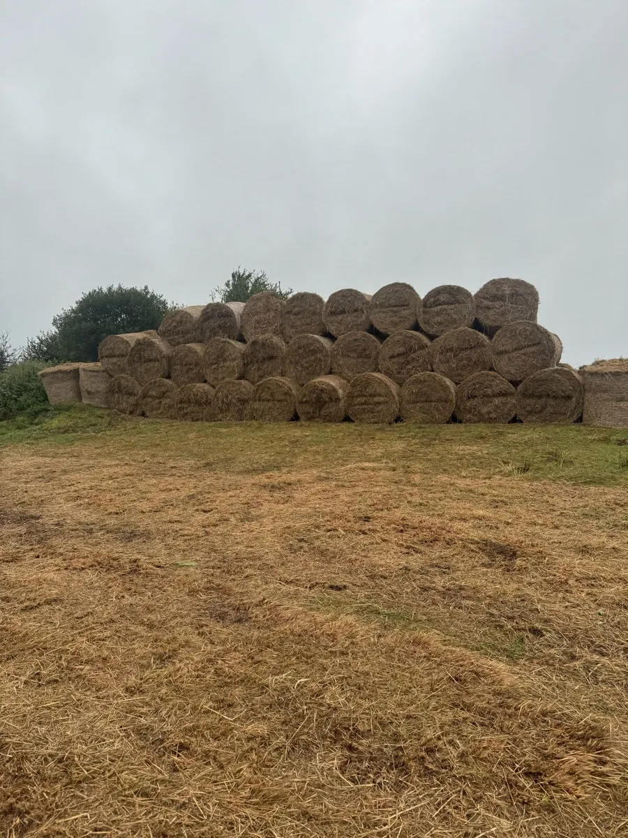Hay bales - Image 3