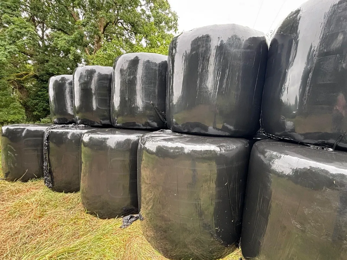 Organic Haylage - Image 2