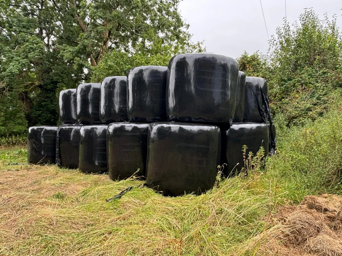 Organic Haylage - Image 3