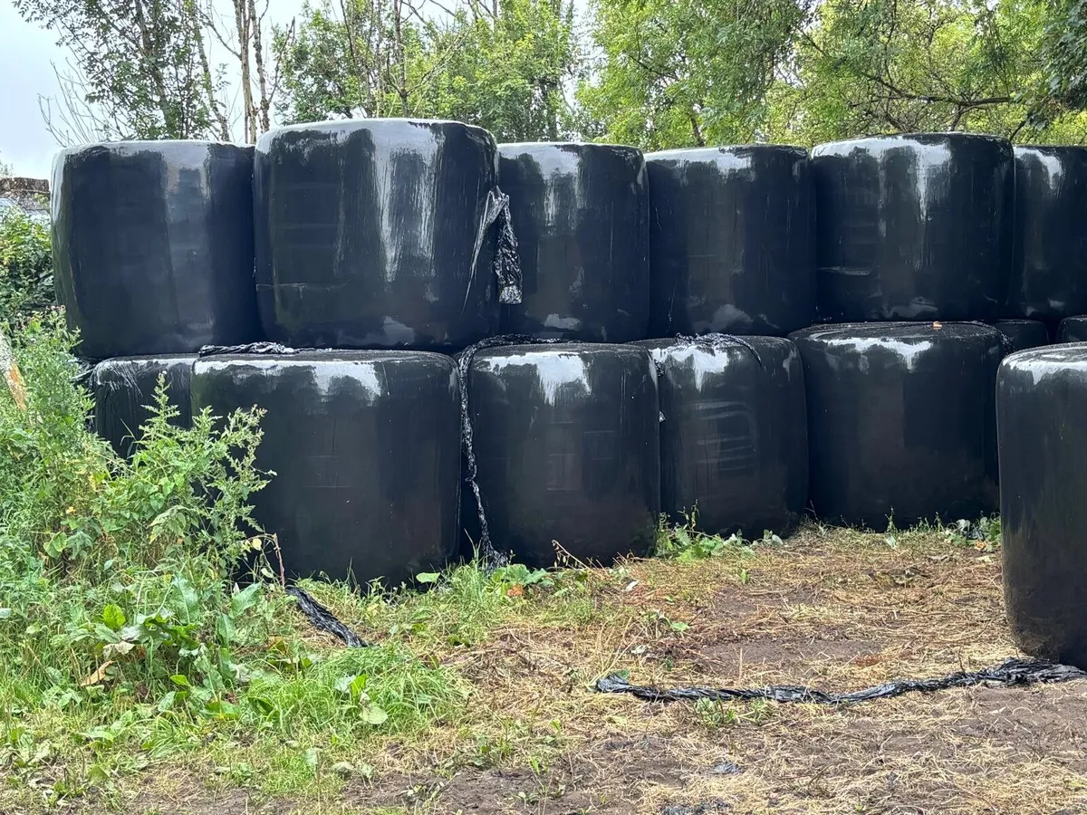 Organic Haylage - Image 4