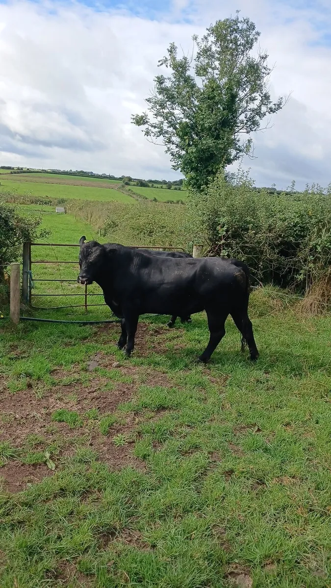 Angus bull - Image 1