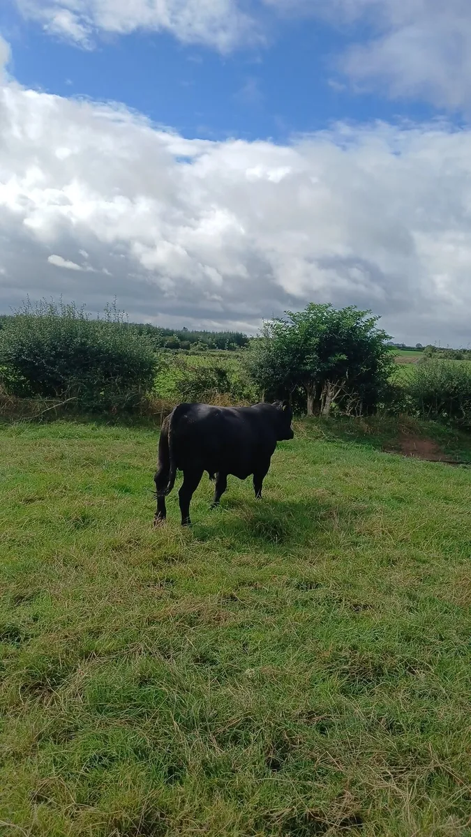 Angus bull - Image 2