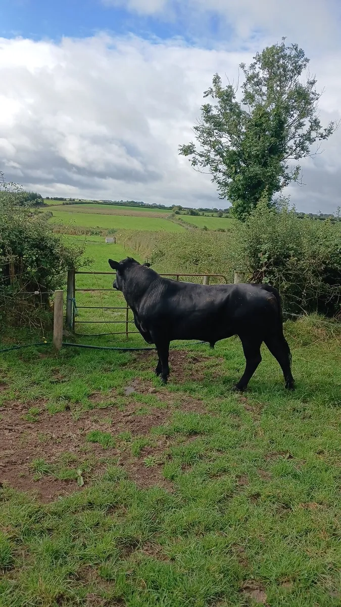 Angus bull - Image 3