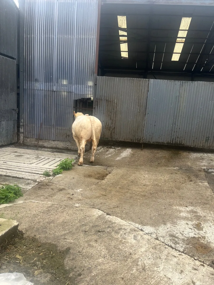 Charolais bull - Image 4