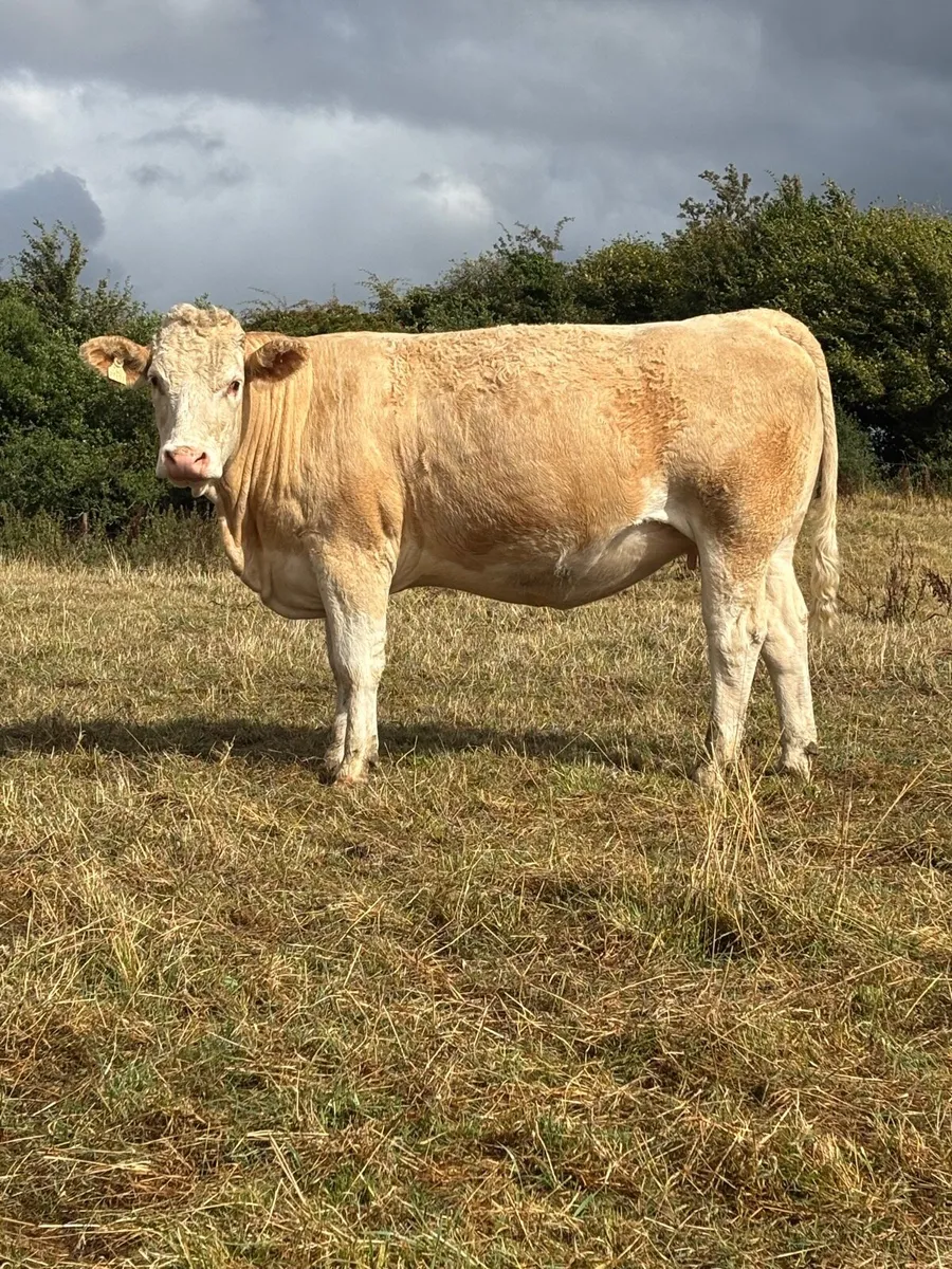 Incalf Simmental heifers - Image 1
