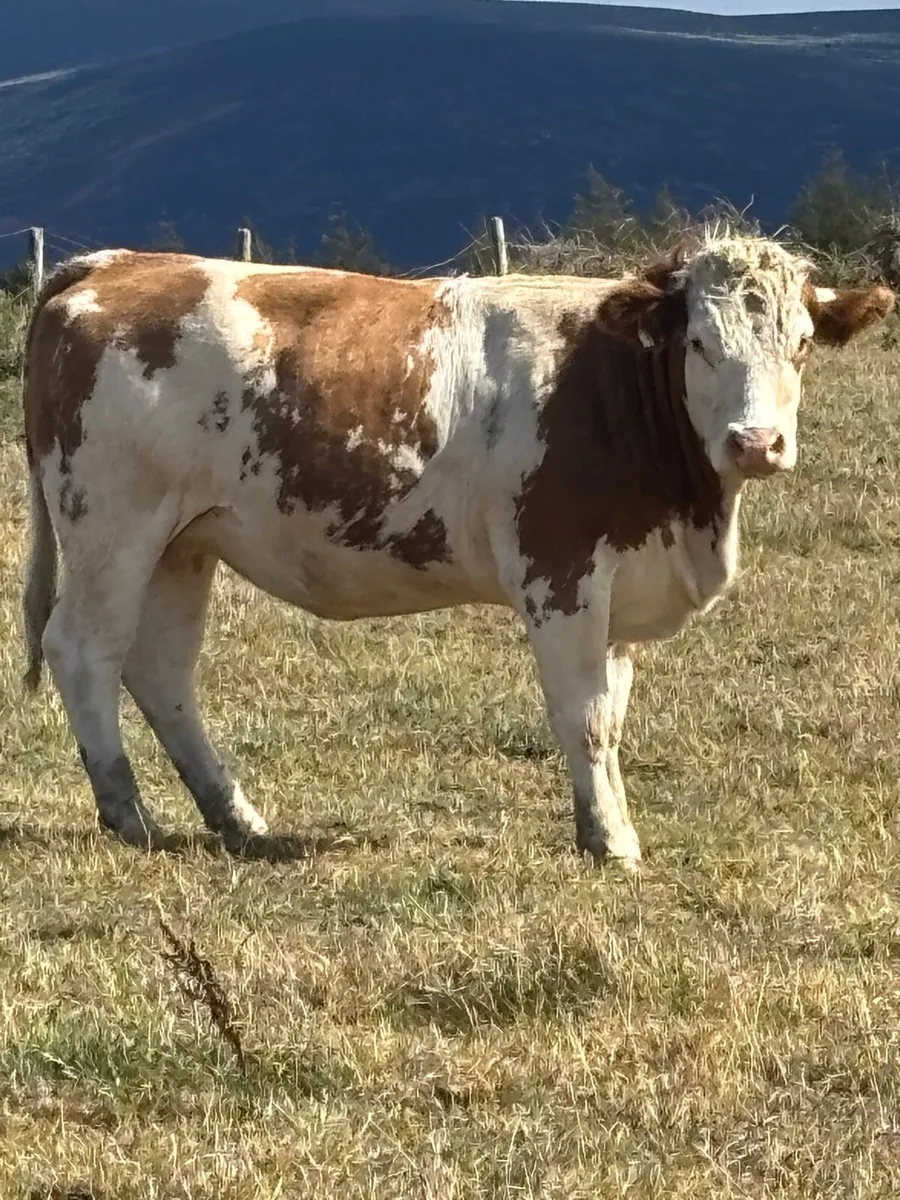 Incalf Simmental heifers - Image 2