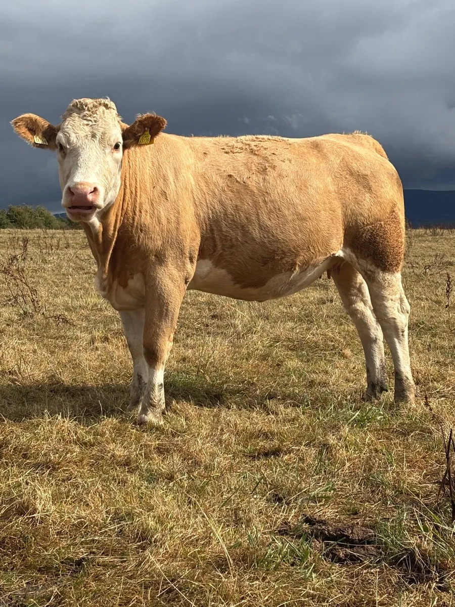 Incalf Simmental heifers - Image 3