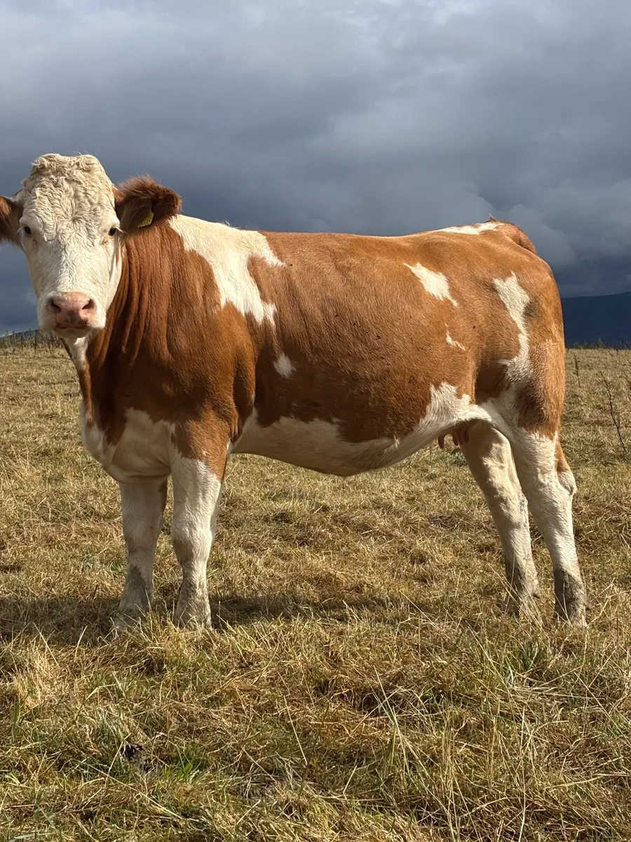 Incalf Simmental heifers - Image 4