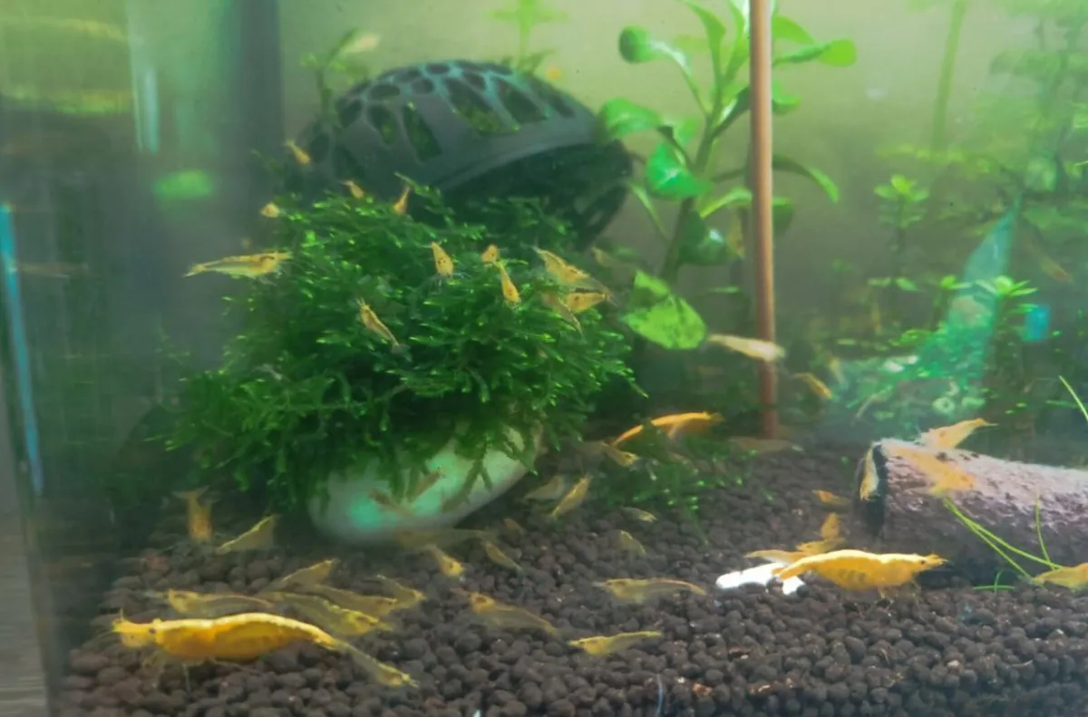 Yellow Neocardinia shrimp +free plant