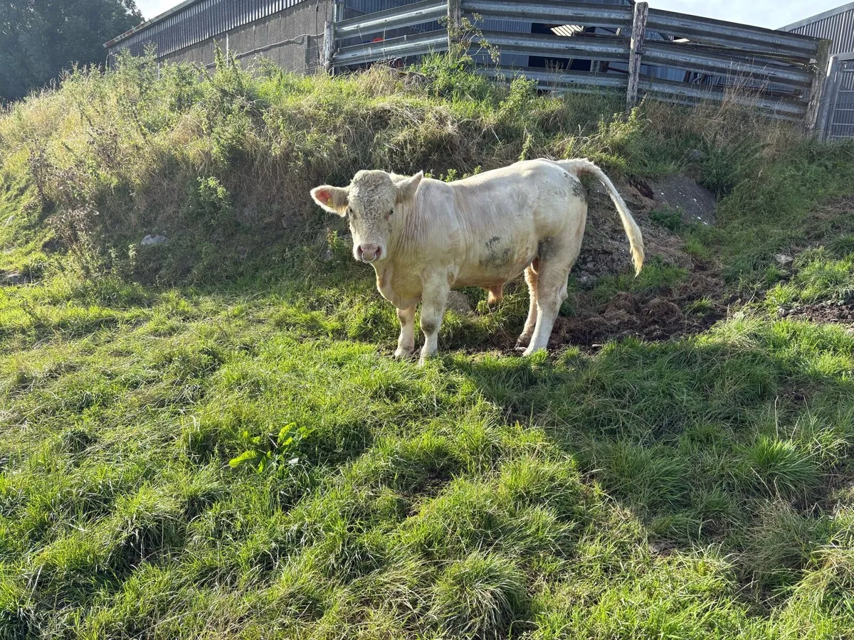 Charolais bull - Image 2